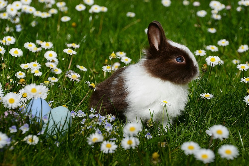 Easter bunny in the grass with easter eggs